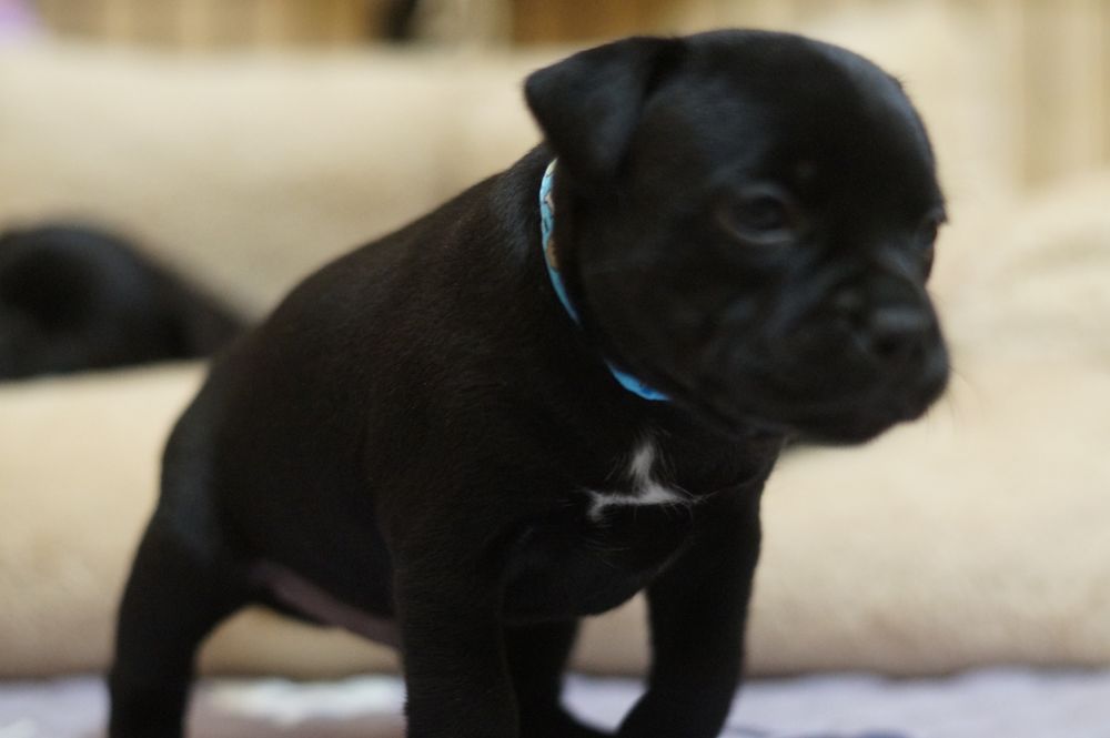 Staffordshire Bull Terrier