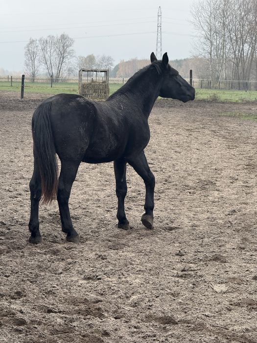 Sprzedam ogierka śląskiego