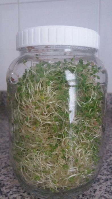Pote vidro para germinados