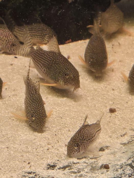 Kirys Sterby (zdrowe)