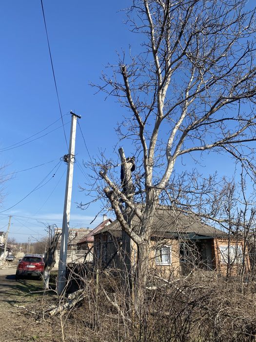 Спиляти, Зрізати ДЕРЕВО. Спилить, Обрезать ДЕРЕВО. Расчистка участка