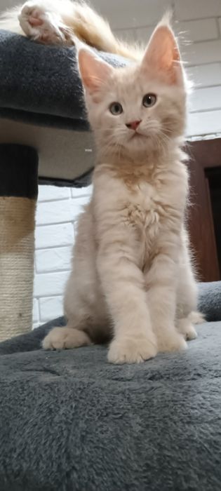 Kocurek Maine Coon