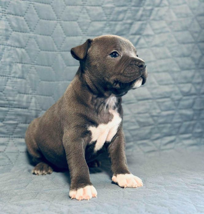 Цуценя АСТ АМСТАФ/ Щенок АМСТАФ АСТ стаффордширский терьер