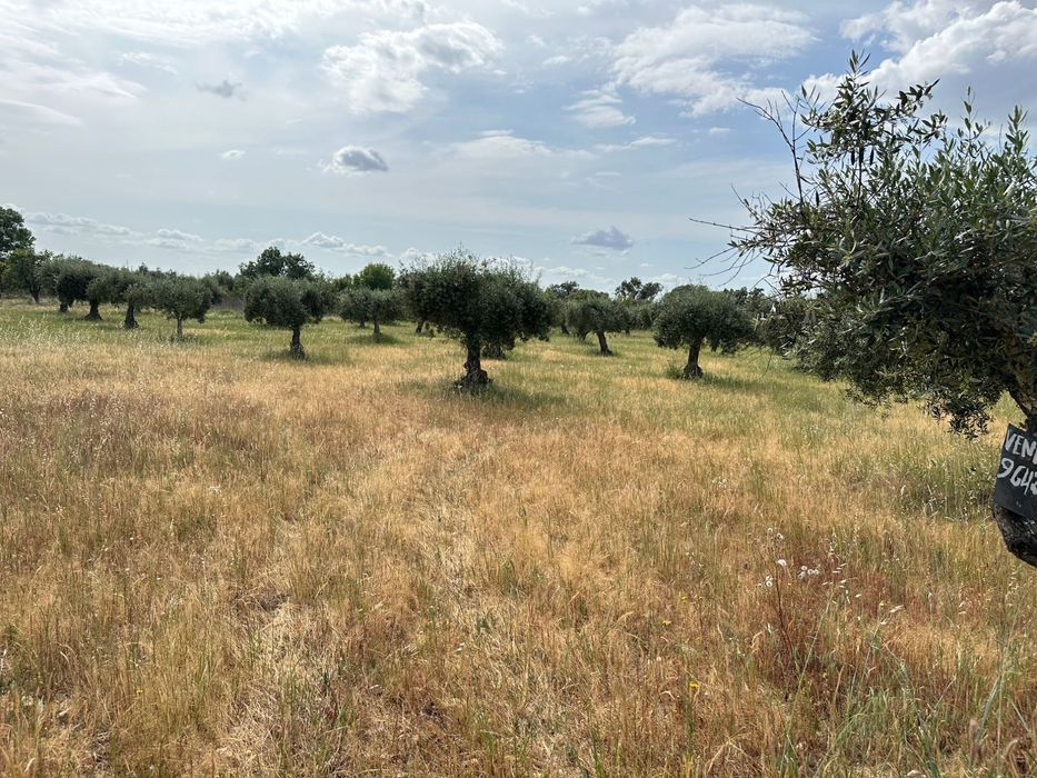 terreno rustico com olival