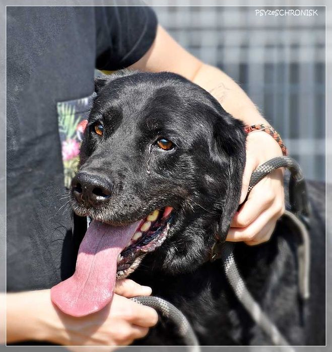 Max – wymarzony psiak w tupie labradora