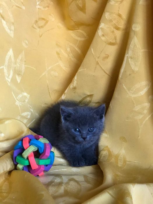 Котенок кошечка бесплатно