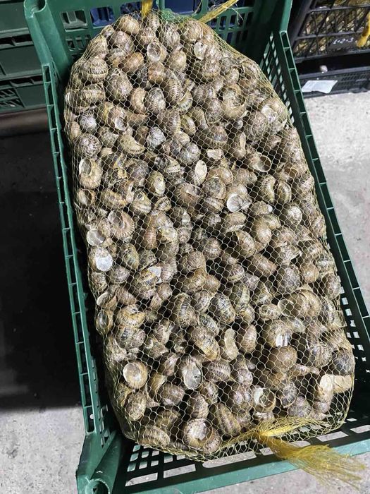 Продаю філе равлика Мюллер 1-2 сорт !