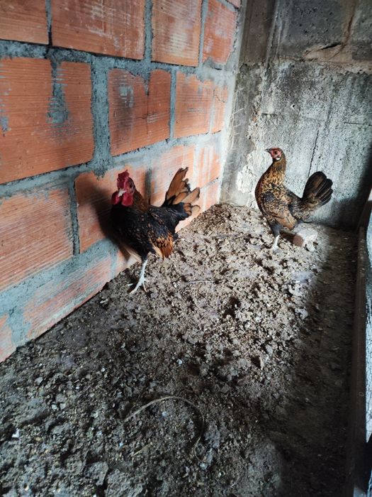 Casal Sebright Douradas