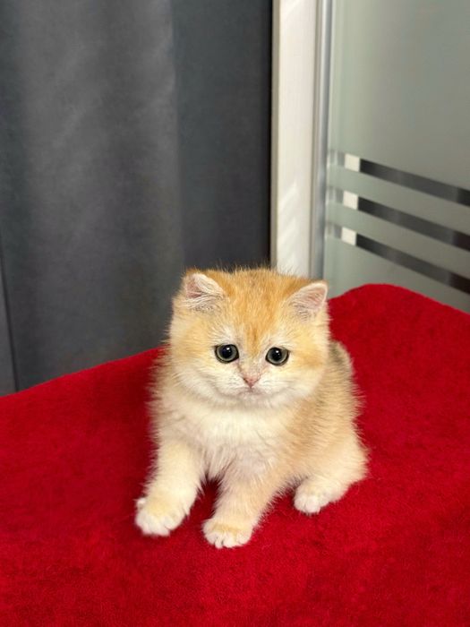 Красавица золотая шиншилла