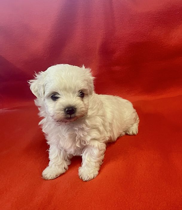 Bichon Maltês Maravilhoso Fêmea