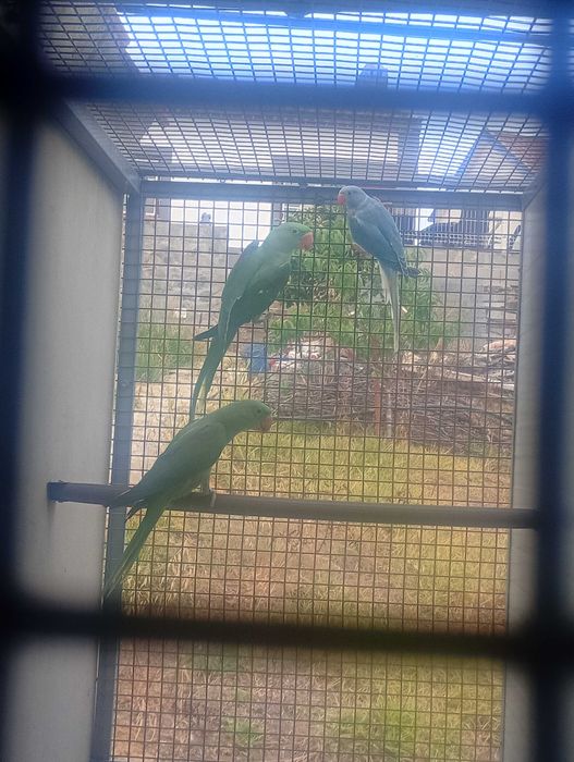 Aves domésticas criadas a mão