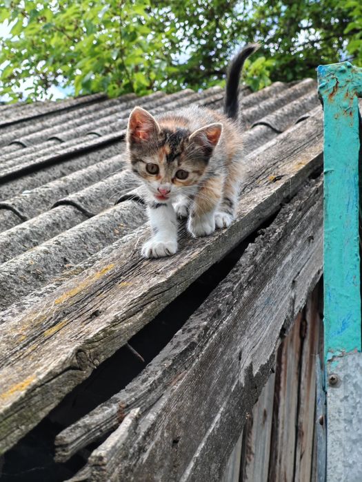 Кошенята в дбайливі руки.