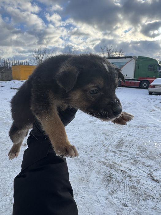 Віддам цуценяток в добрі  та люблячі руки!!!