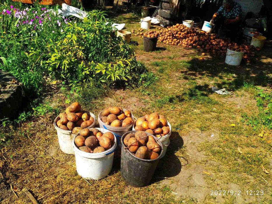 Продам картоплю до 1 тонни