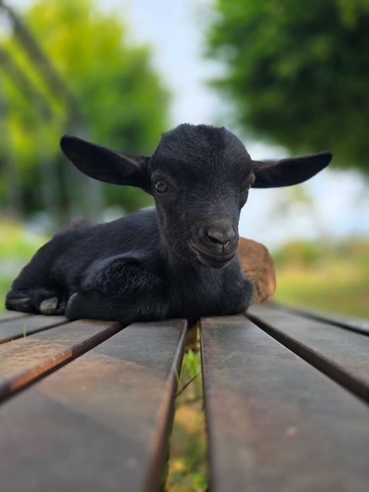 Cabras anão é cabrito anão