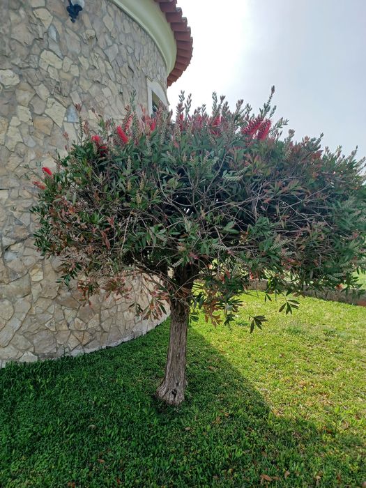 Dou 2 arvores de jardim a quem vier buscar e arrancar