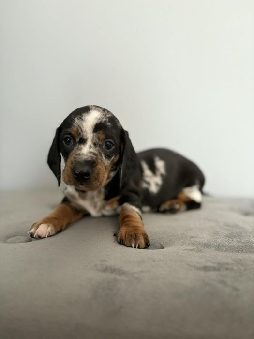 Piesek jamnik miniaturowy