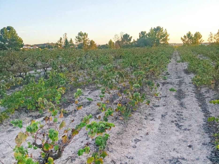Terreno de vinha