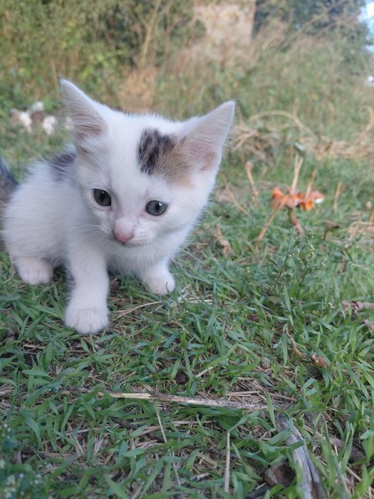 Тварини Кошеня Хлопчик
