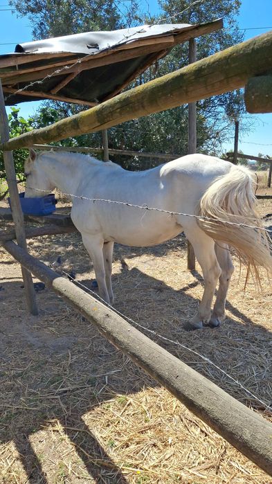 Cavalos para  venda