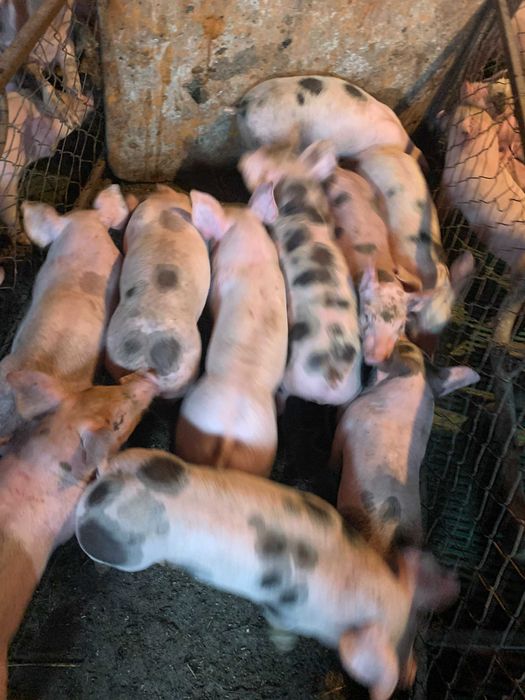 Поросята  3000 грн.