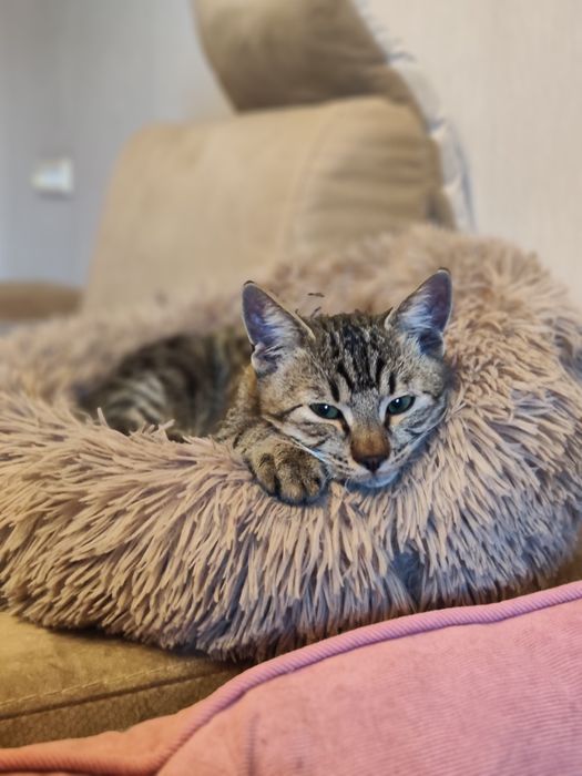 Котики шукають найкращі родини.