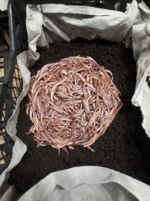 Біогумус 1л -5гр