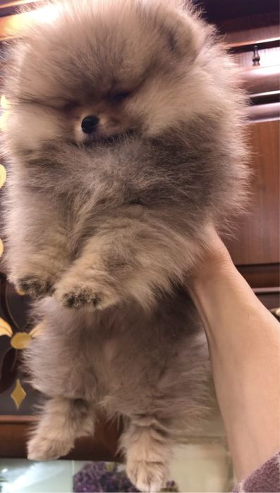 Померанський шпіц.Бронь .