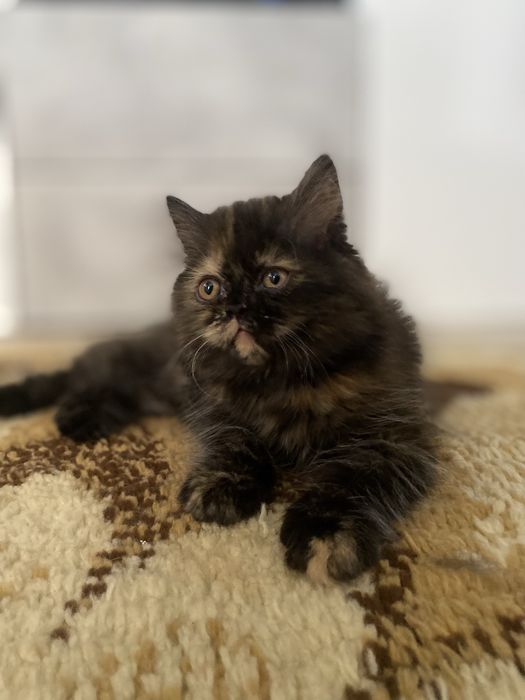 Gatinha persa tartaruga