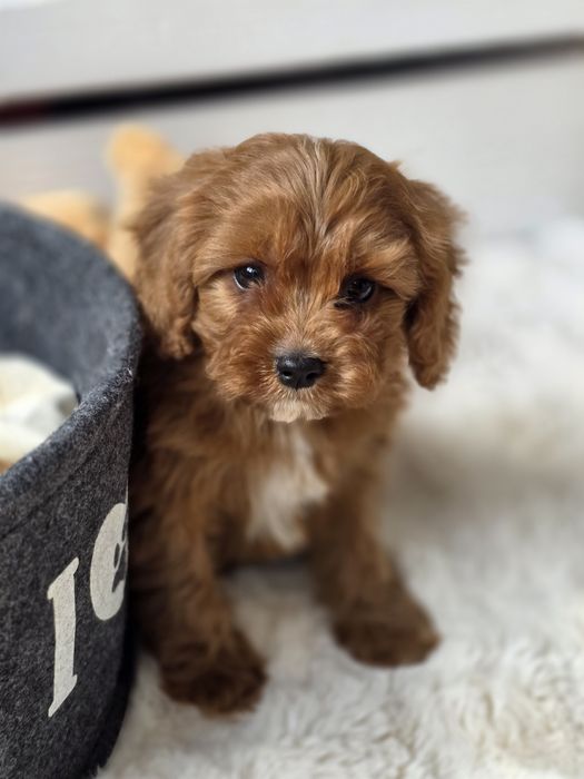 Cavapoo piesek szczeniak