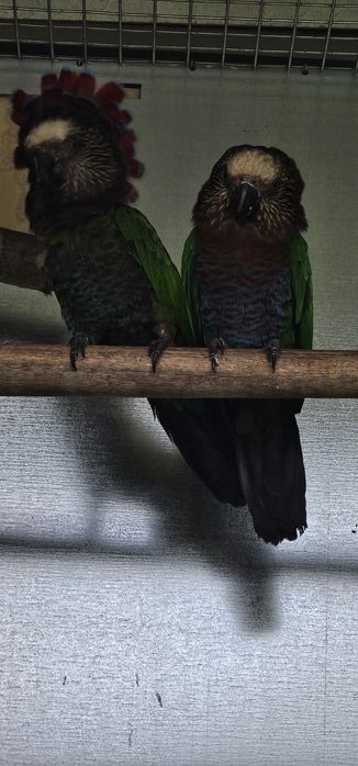 Vendo papagaios Deroptyus Accipitrinus 23 24