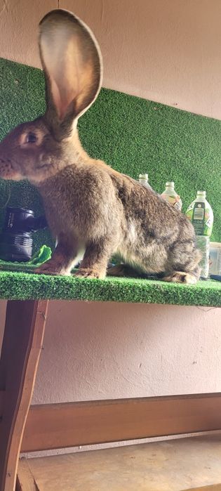 Olbrzymy belgijskie boss