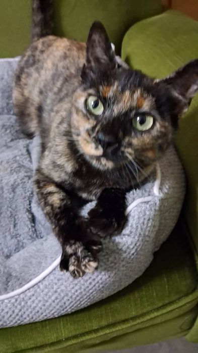 Gata tartaruga uma companheira maravilhosa precisa  de dono