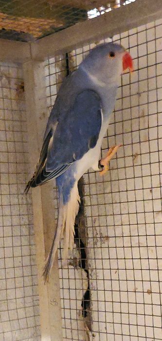 Aleksandretta obrona G.O/ Opalin aleksandretty