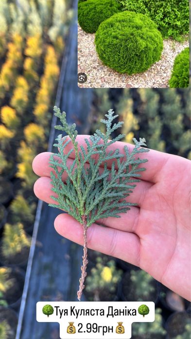 Черенки, живці, для вкорінення, туя смарагд,ялівець,кипарис, ялинка.