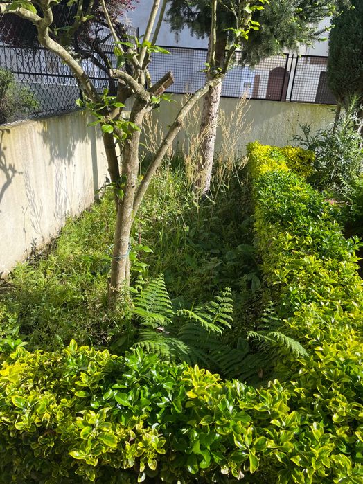 Serviço de jardinagem & Limpeza de terrenos