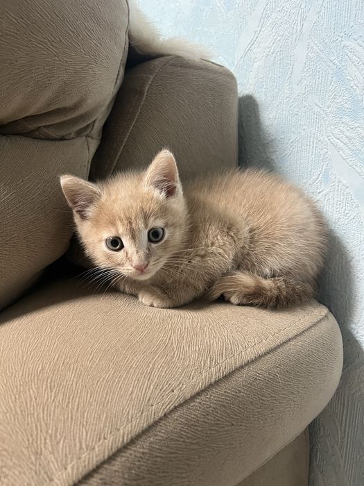 Отдам бесплатно котят