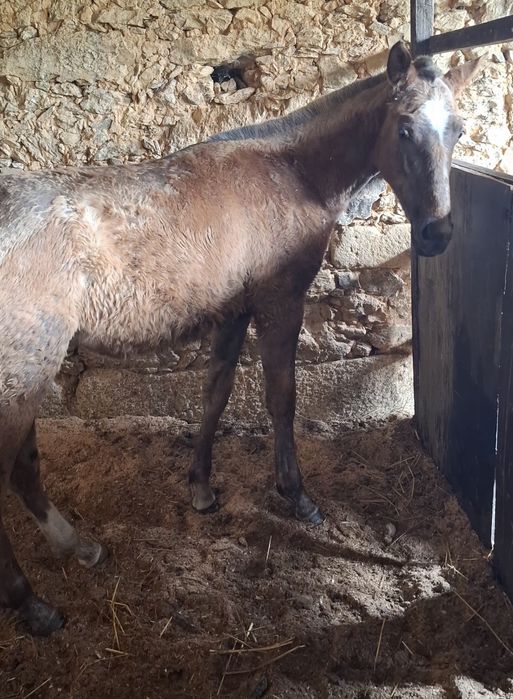 Poldra PSL com 10meses