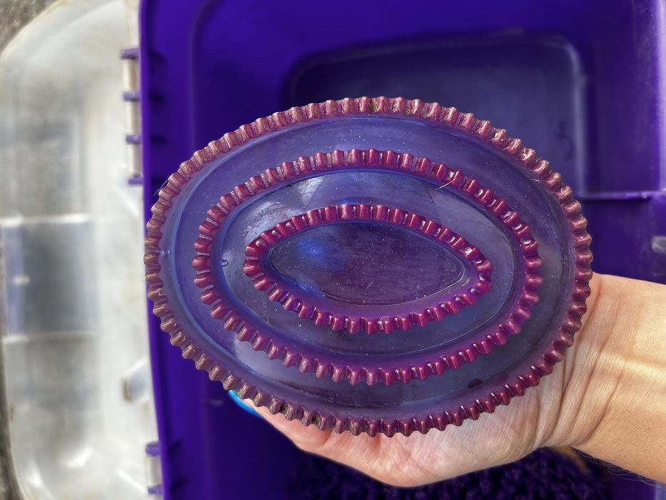 Zestaw szczotek końskich