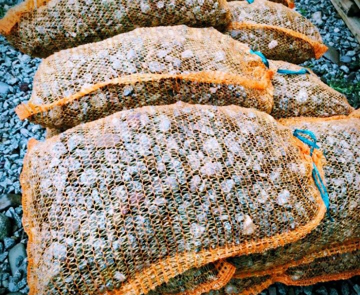 Kamień drenażowy, drenaż workowany, odwodnienie fundamentów