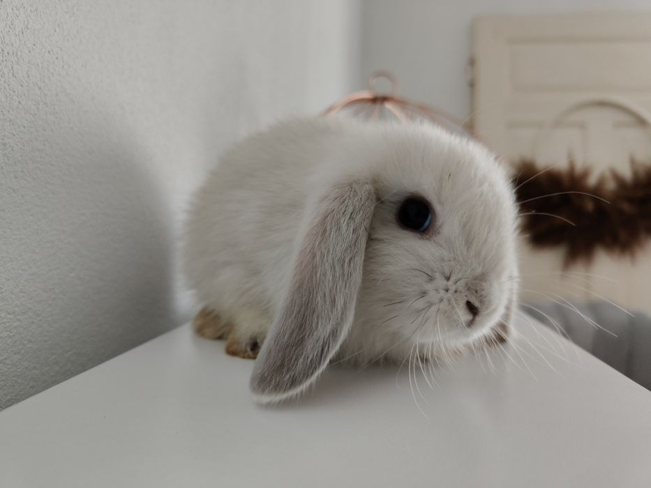 Mini Lop królik gotowe do odbioru
