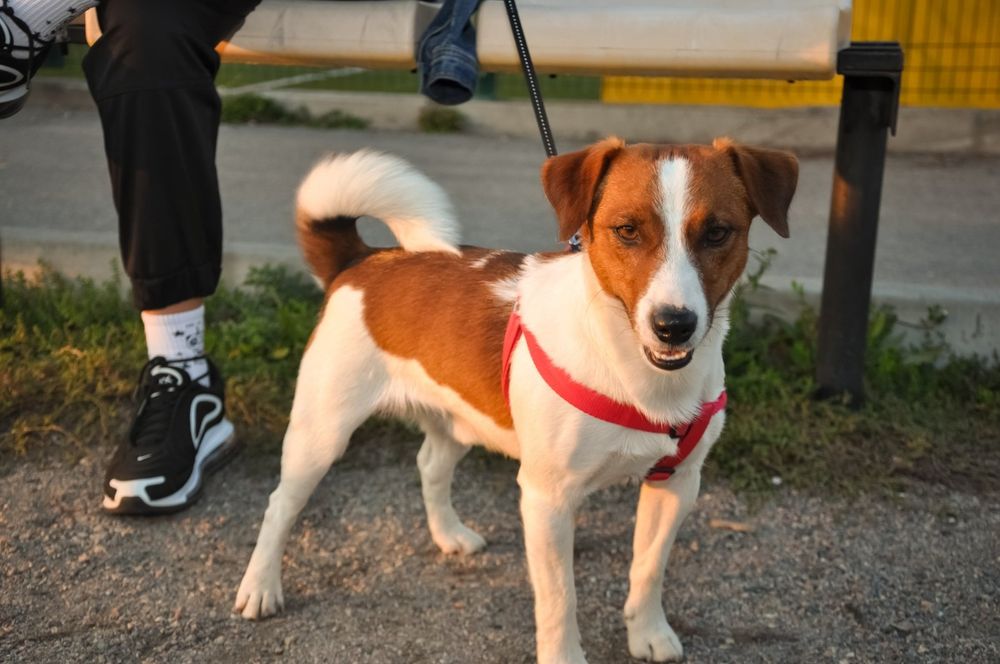 мальчик Джек Рассел