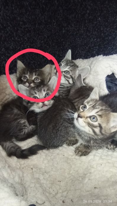 Гарнюня котик британський віскас