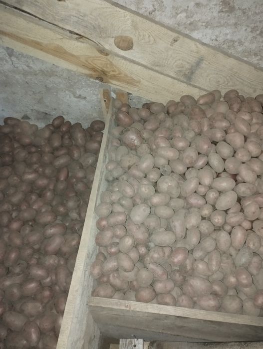 Sprzedam ziemniaki sadzeniaki Rikardo