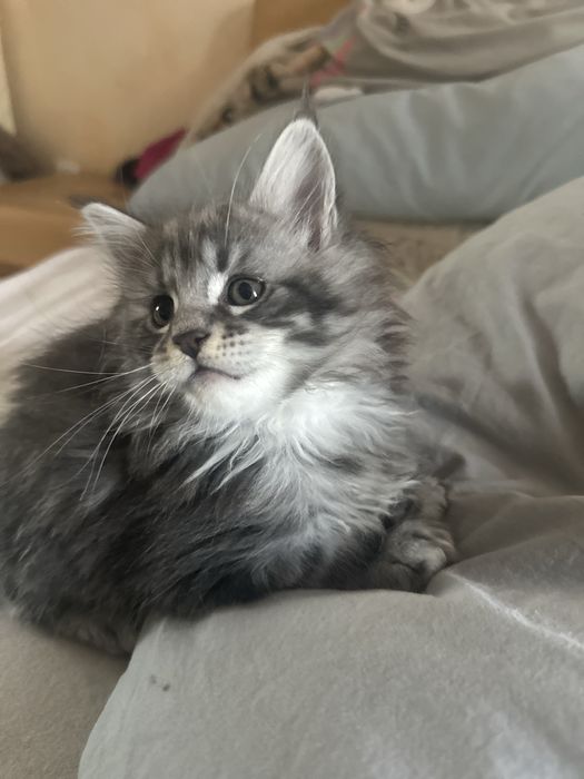 Мейн кун Львів хлопці