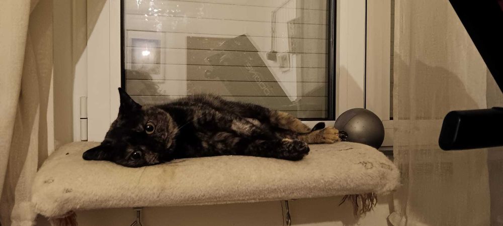 ESTERILIZADA | Gata adulta disponível para adoção responsável