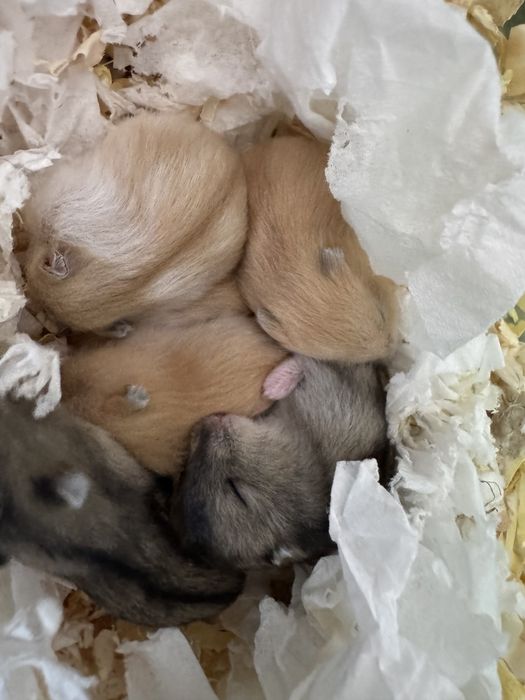 Хомячки (Джунгарики) породисті  3 тижні