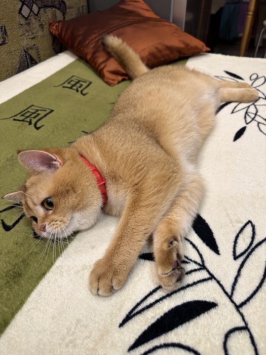 Вязка кота. Случка. Золотая шиншилла чистокровный