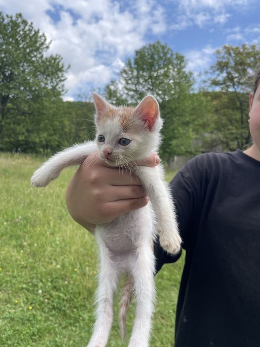 Віддам кошенят в добрі руки