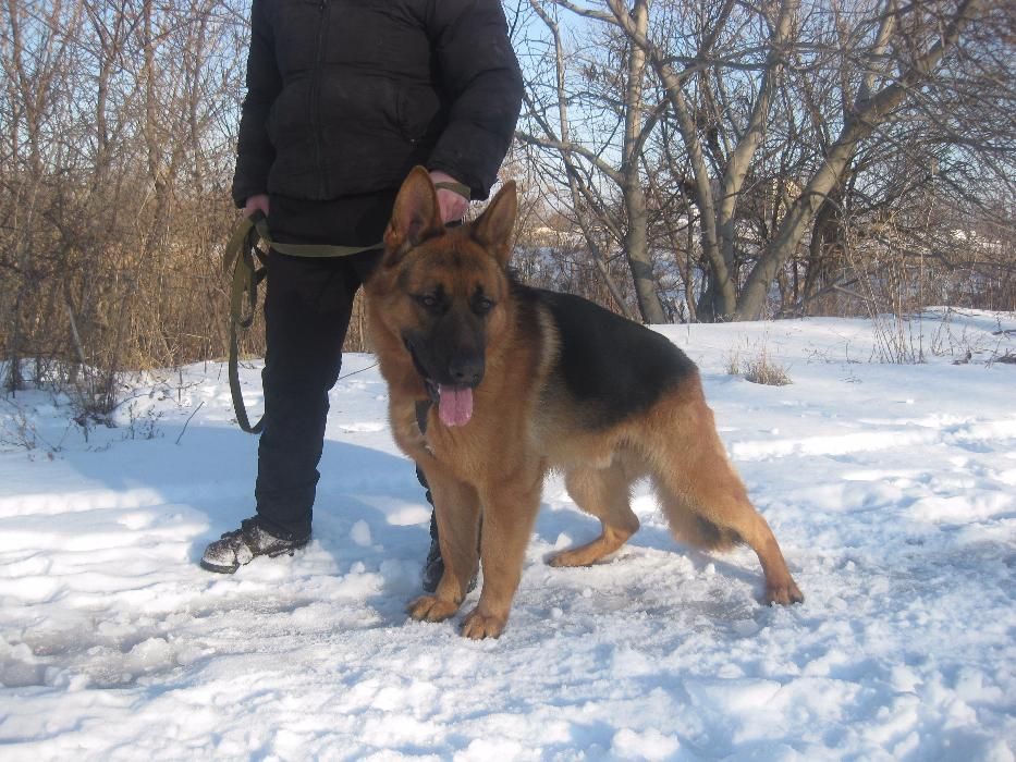 Чистопородные с сильнейшими рабочими качествами!